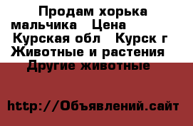 Продам хорька мальчика › Цена ­ 2 500 - Курская обл., Курск г. Животные и растения » Другие животные   